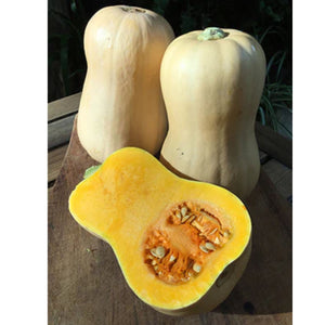 Fothergills Pumpkin Butternut