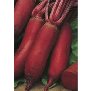 Fothergills Beetroot Cylindra