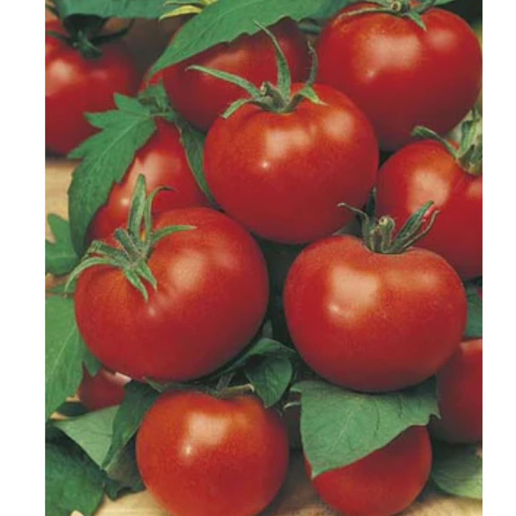 Fothergills Tomato Gross Lisse