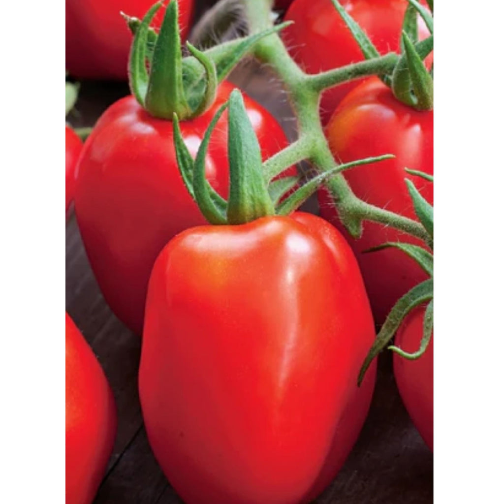 Fothergills Tomato Roma Vf