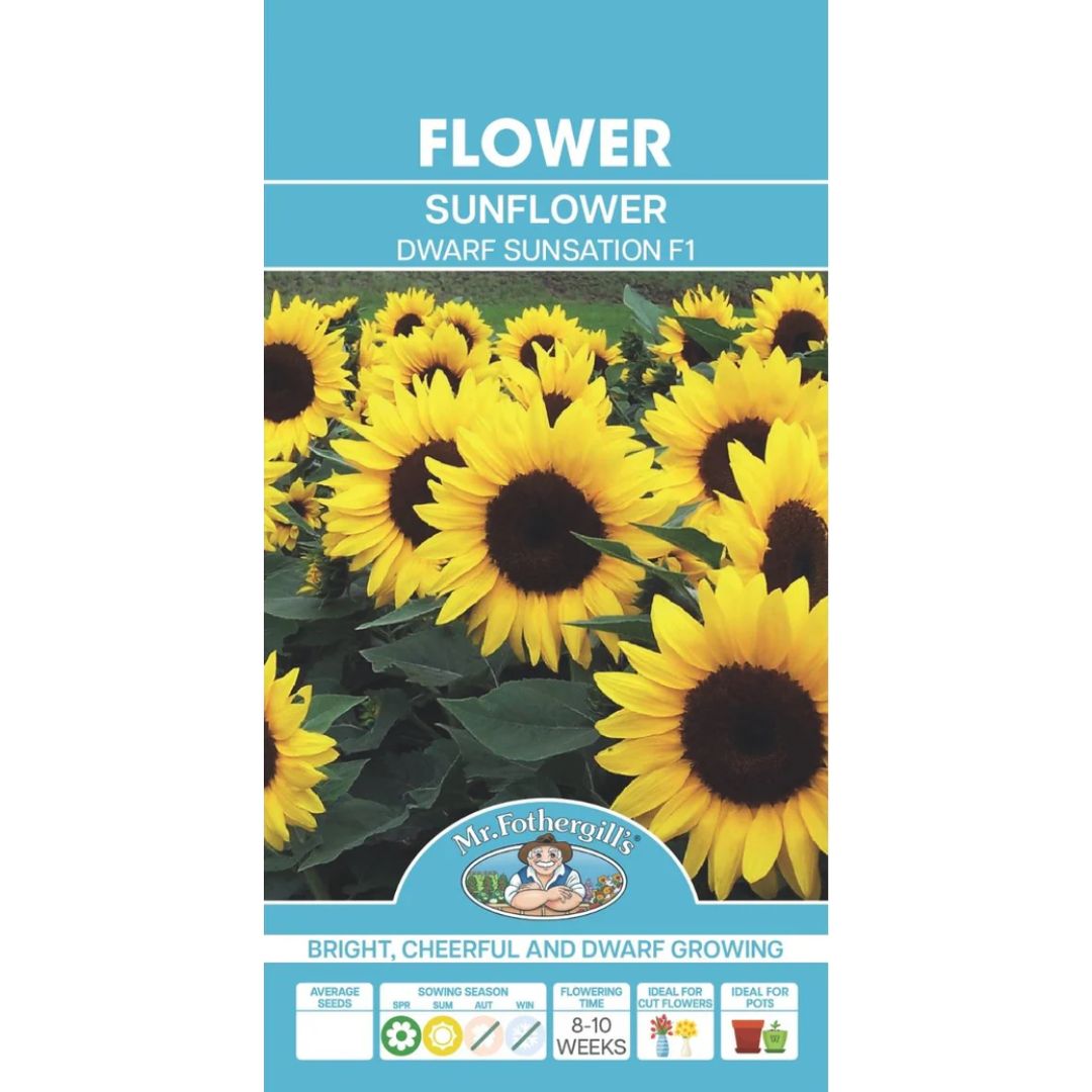 Fothergills Sunflower Dwarf Sunsation