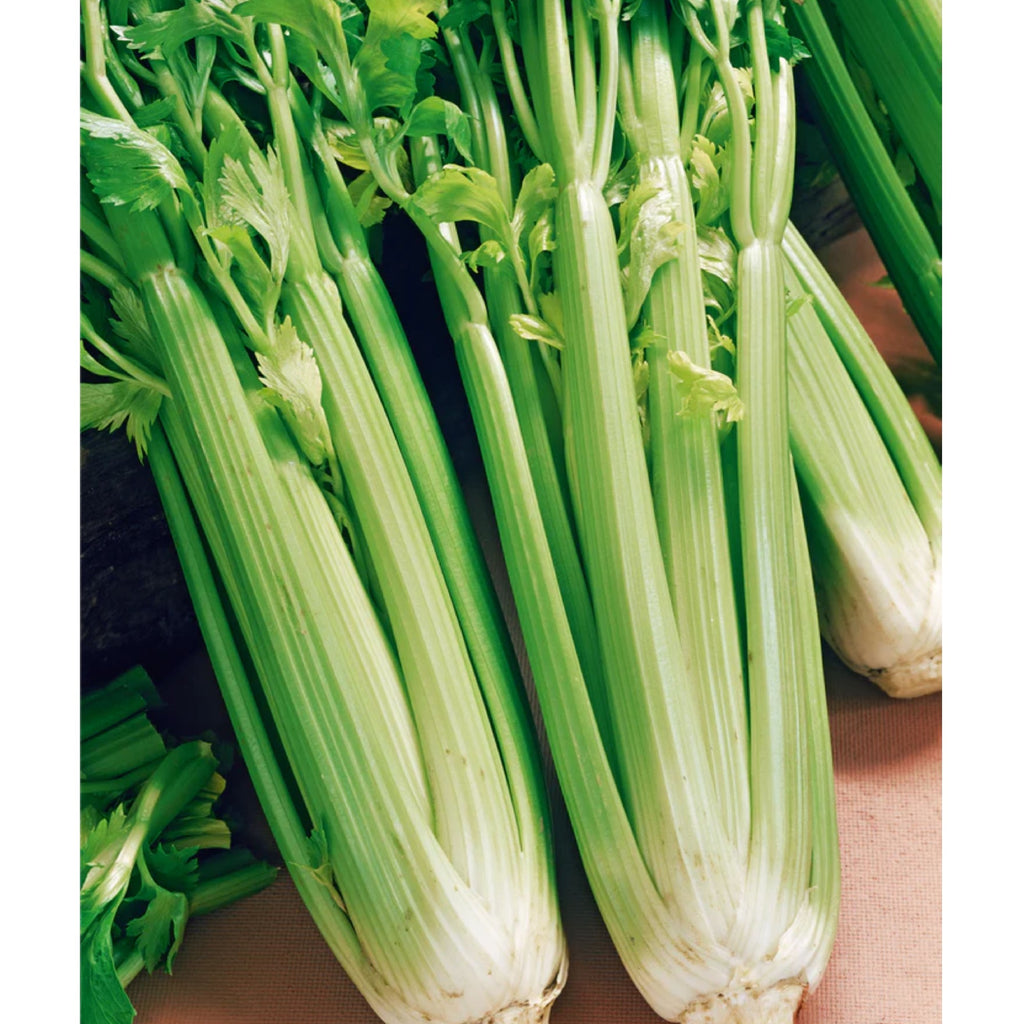 Fothergills Celery Tall Utah