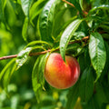 Peach Tasty Zee