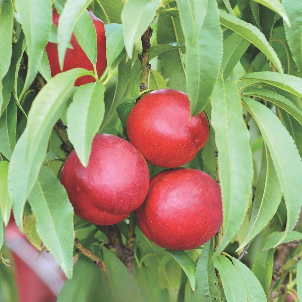 Nectarine Trixzie 300