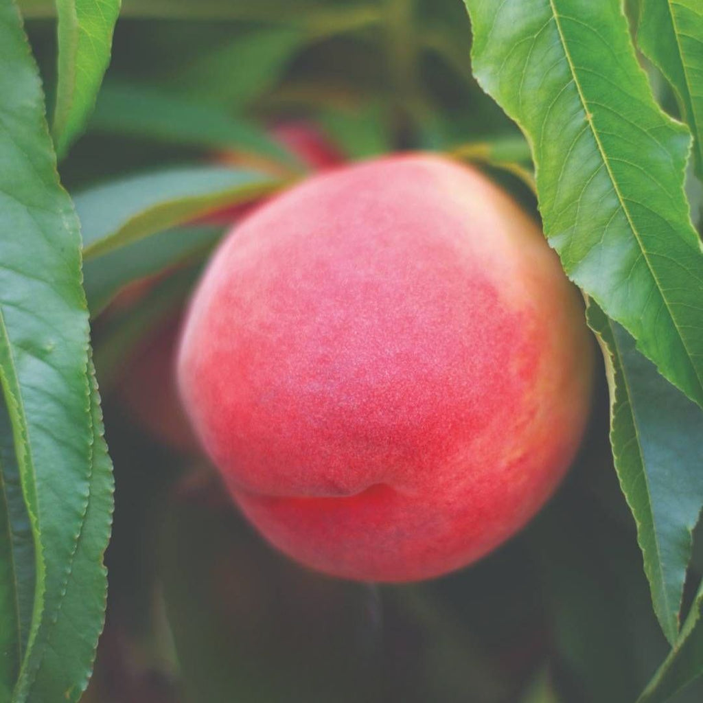 Peach Trixzie