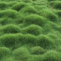 Zoysia Tenuifolia 100mm
