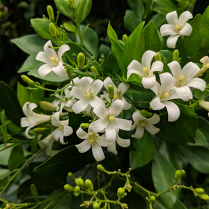 Murraya Paniculata 200mm