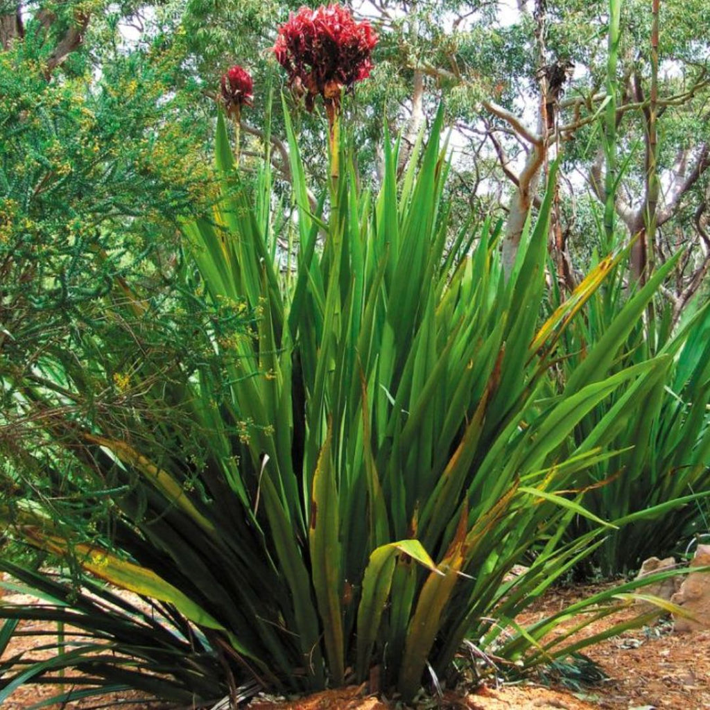 Doryanthes Excelsa 200mm