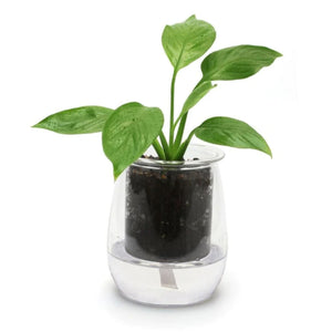 The Compact Mini Self-watering Glass Pot 8.5cmx10cm