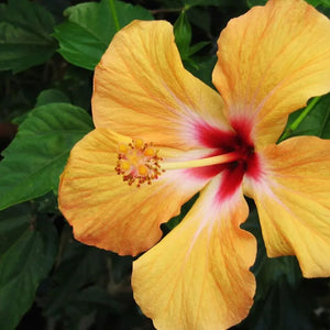 Hibiscus 200