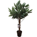 Botanic Lifestyles Mango Tree 90cm