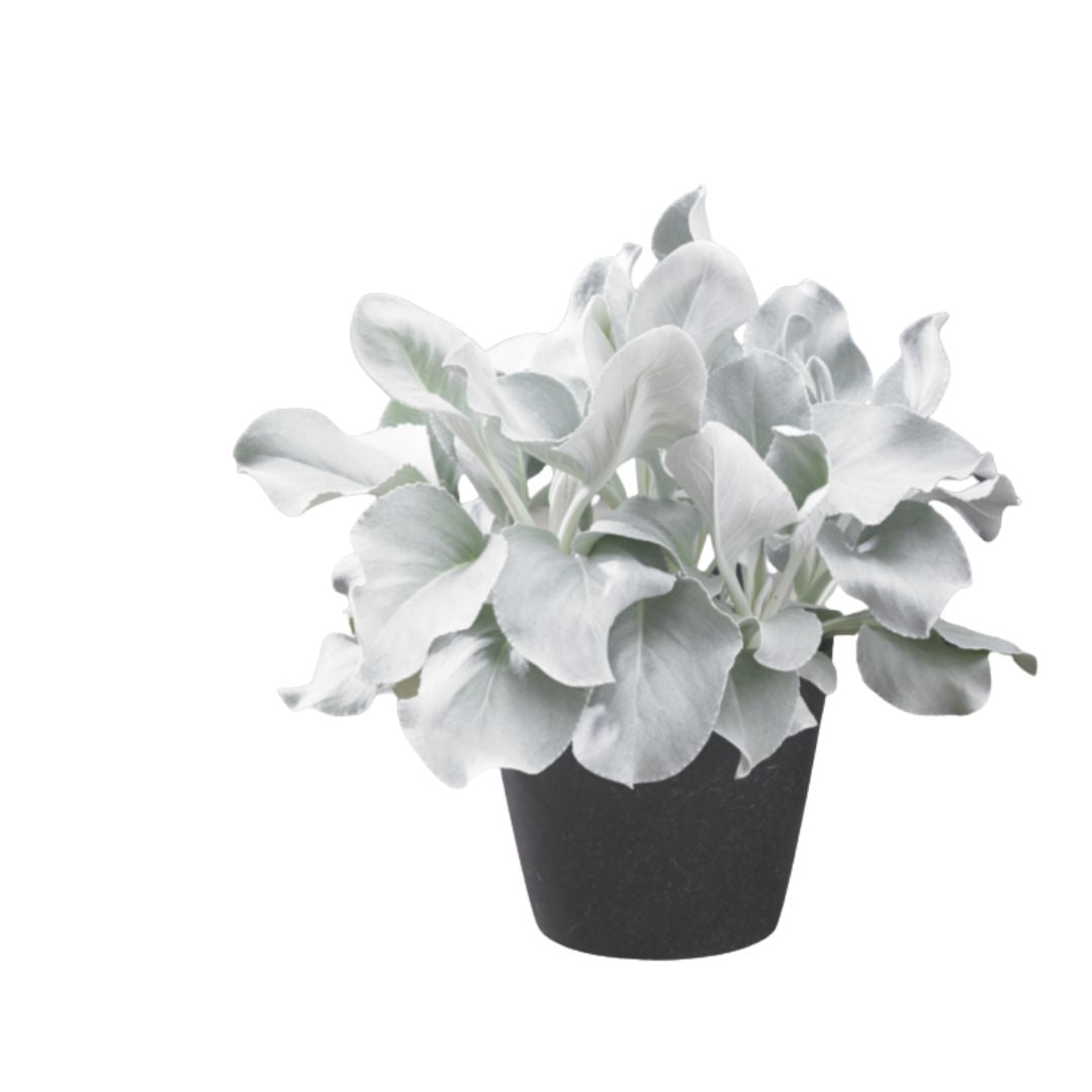 Senecio Angel Wings 175