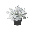 Senecio Angel Wings 175