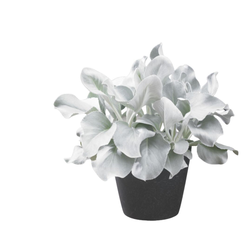 Senecio Angel Wings 175