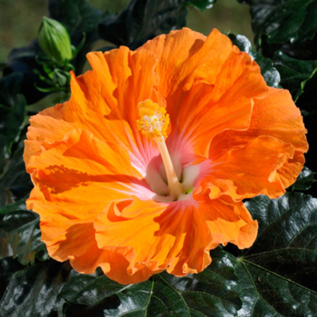 Hibiscus Fantasy Orange Sunset 140mm