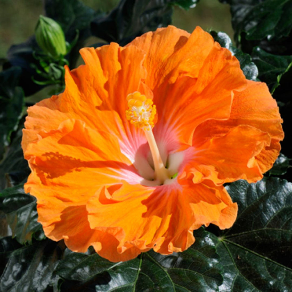 Hibiscus Fantasy Orange Sunset 140mm