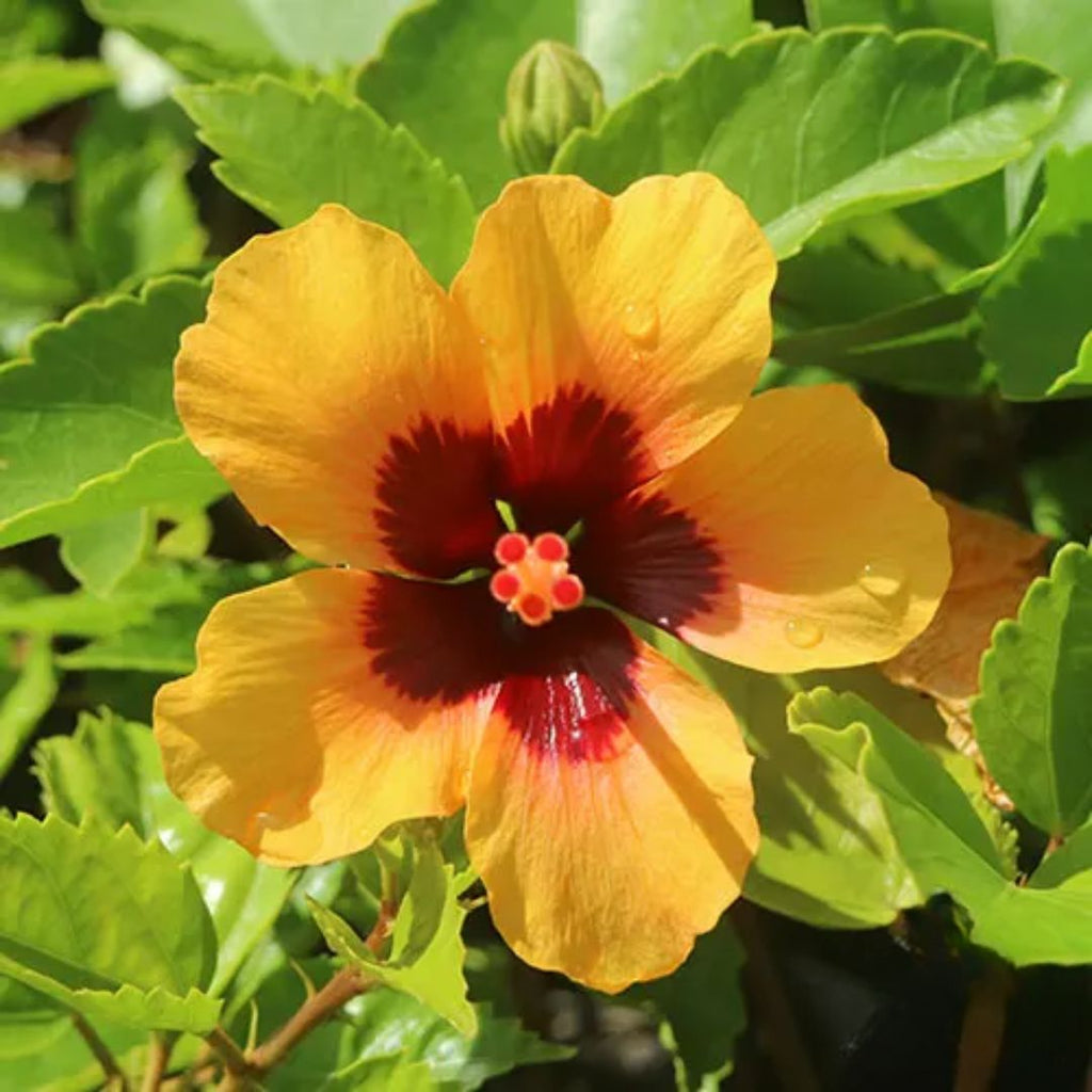 Hibiscus Petite Sunrise 140mm