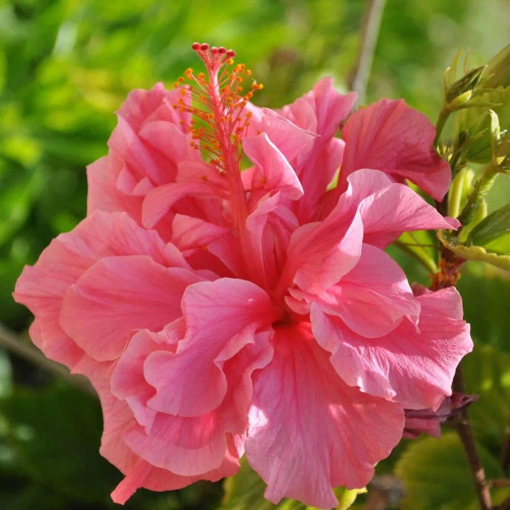 Hibiscus Adonicus Double Pink 140mm