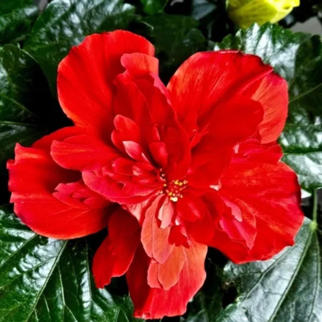 Hibiscus Medusa Red Double 140mm