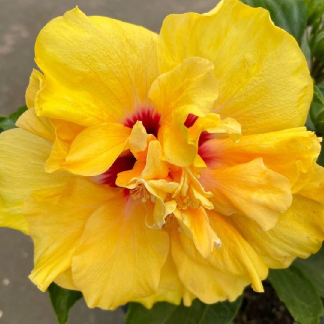 Hibiscus Adonicus Double Yellow 140