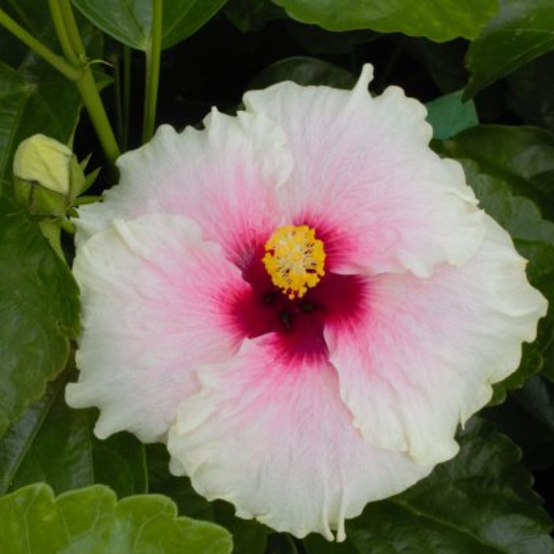 Hibiscus Fantasy Shabby Chic 140mm