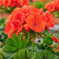 Geranium Oh So Orange 140