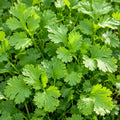 Parsley Italian Hidden Valley 100mm 