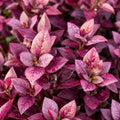 Alternanthera Little Maroon 140