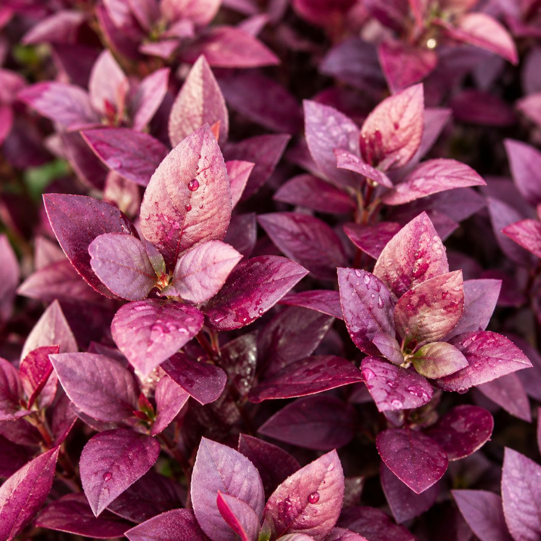 Alternanthera Little Maroon 140