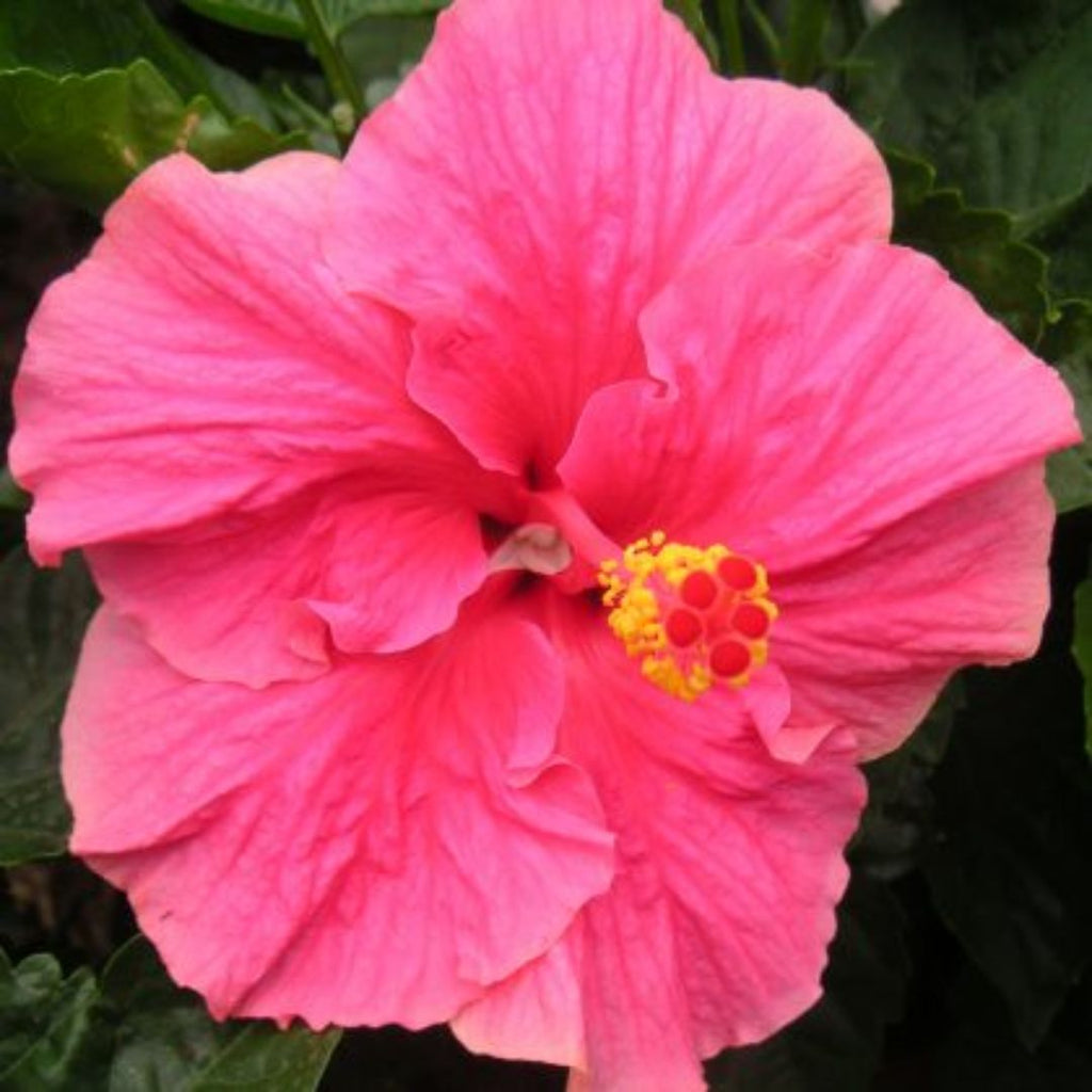 Hibiscus Fantasy Hot Pink 140mm