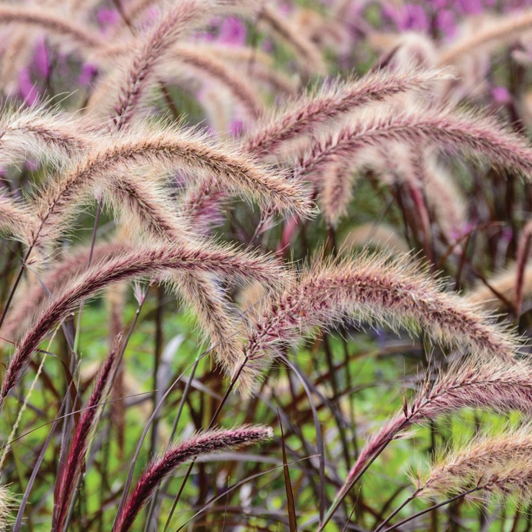 Pennisetum Rubrum 140