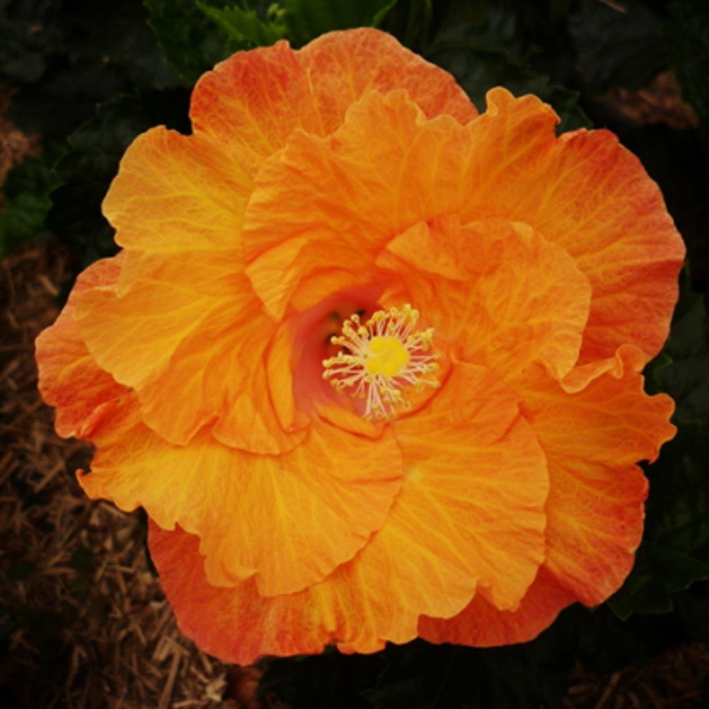 Hibiscus Fantasy Sunset Ruffle 140mm