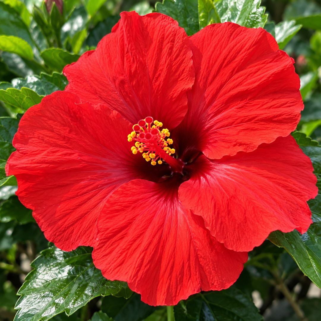 Hibiscus Fantasy Ruby Red