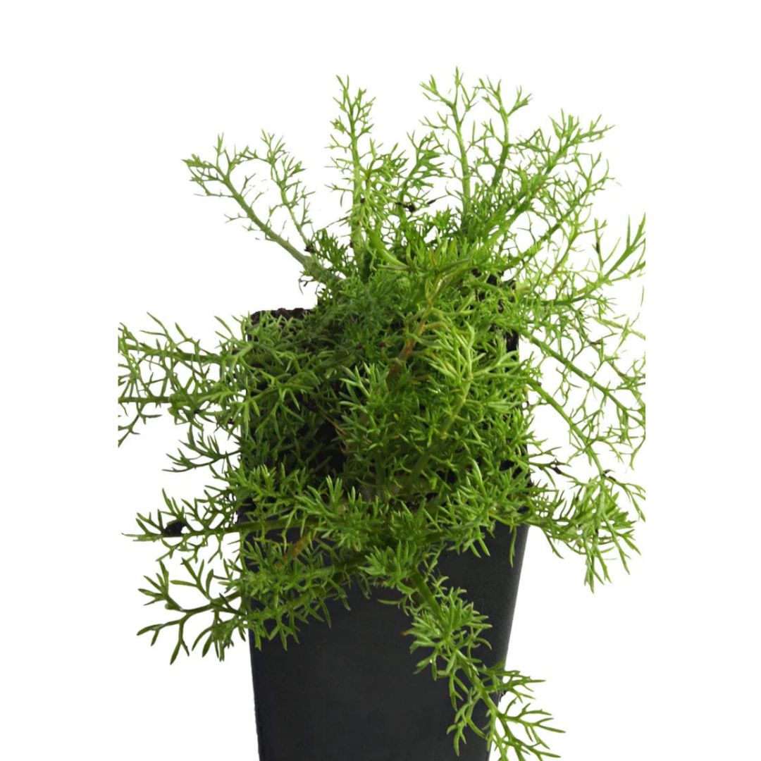 Chamomile Apple Lawn 100mm