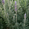 Lavender Dentata 100mm
