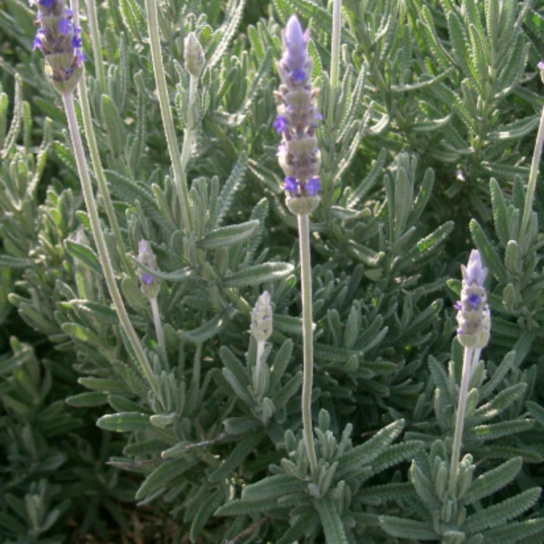 Lavender Dentata 100mm
