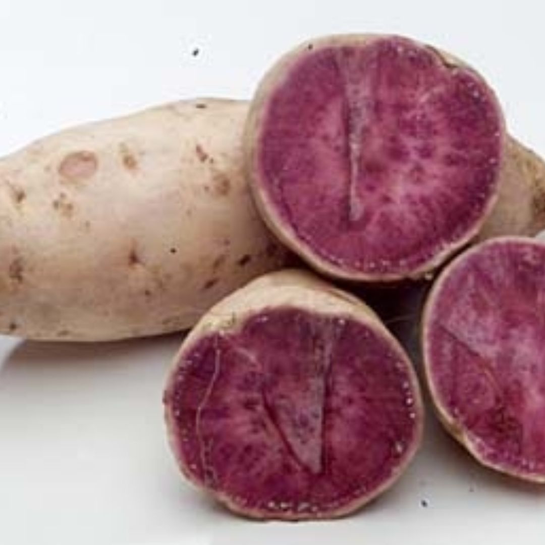 Sweet Potato Purple & White 100mm