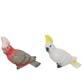 Cockatoo & Galah 20cm