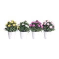 Chrysanthemum Plant 22cm