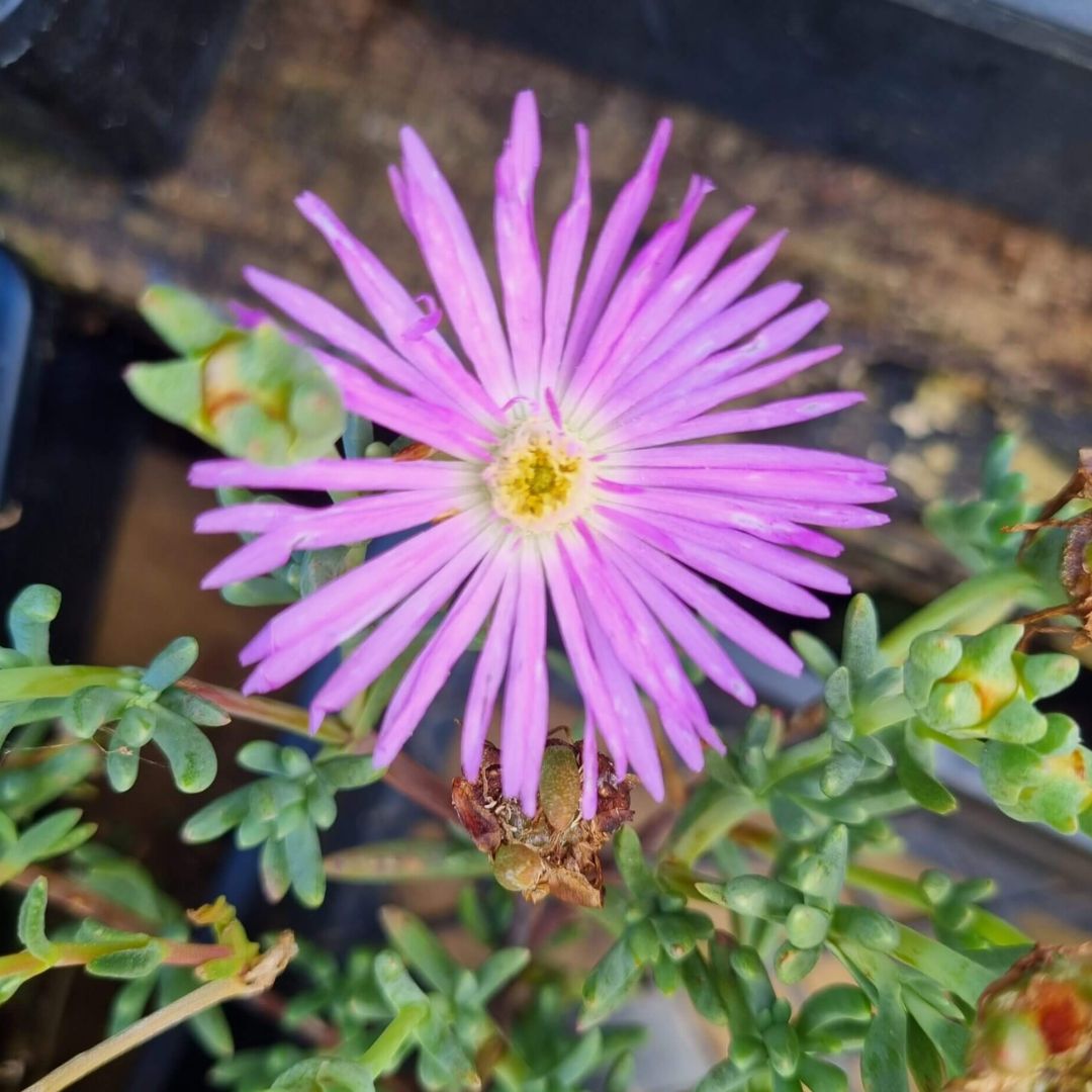 Mesembryanthemum Mauve 85mm 