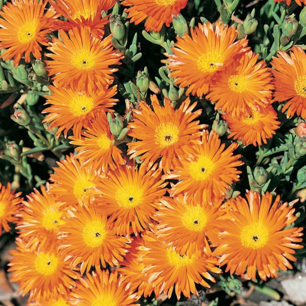 Mesembryanthemum Orange 85mm 