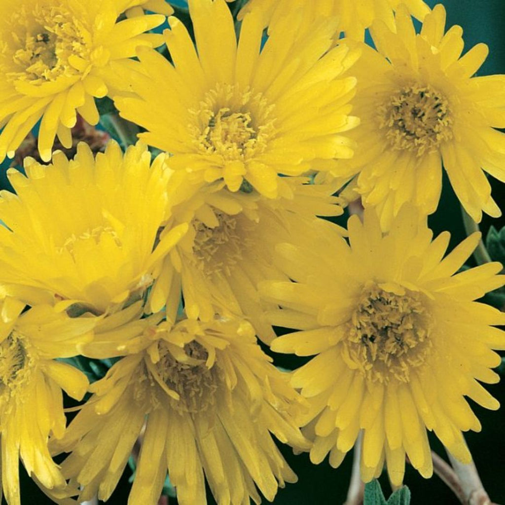 Mesembryanthemum Yellow 85mm 
