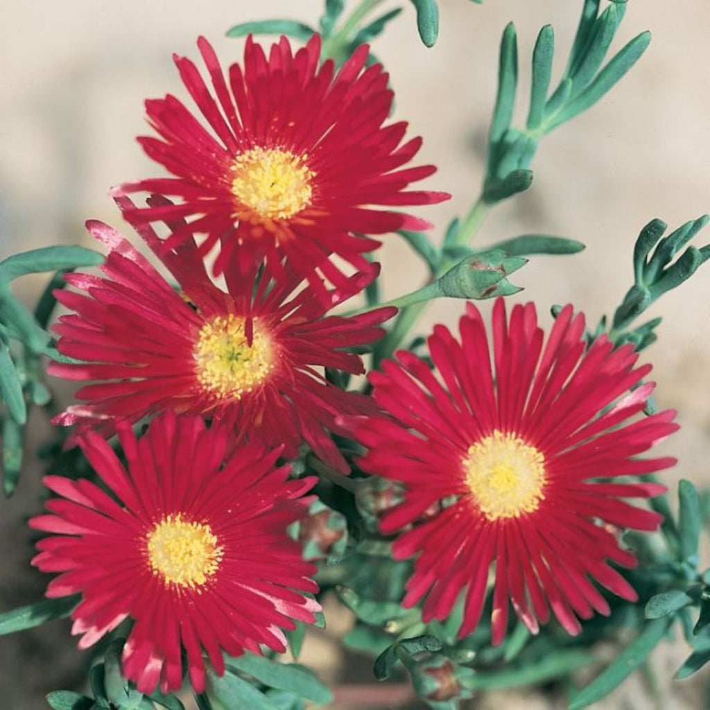 Mesembryanthemum Red 85mm