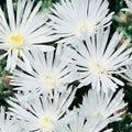 Mesembryanthemum White 85mm 