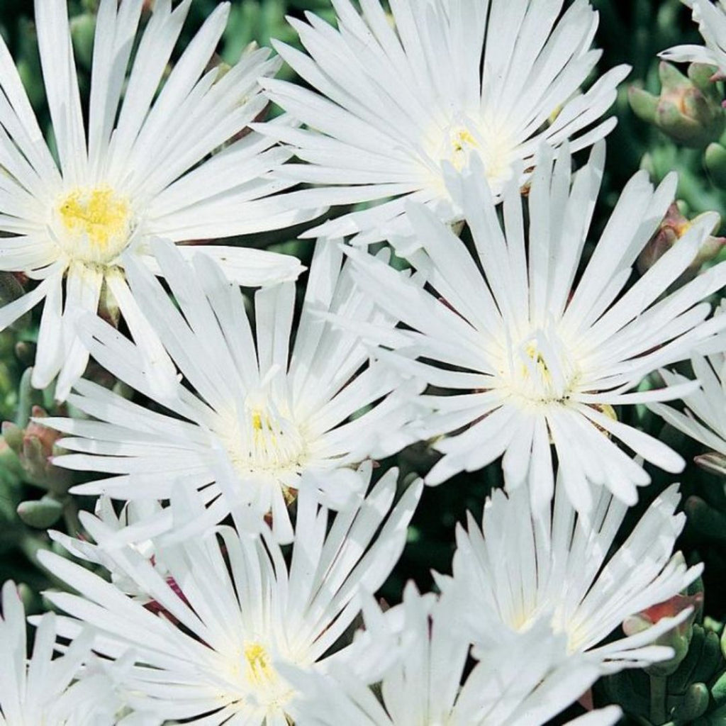 Mesembryanthemum White 85mm 