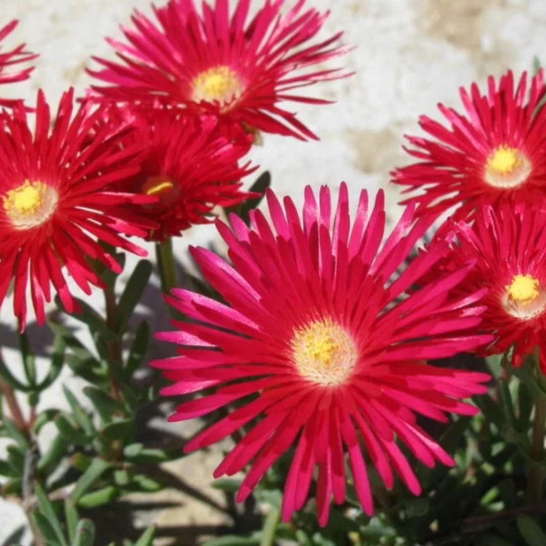 Mesembryanthemum Crimson 85mm 