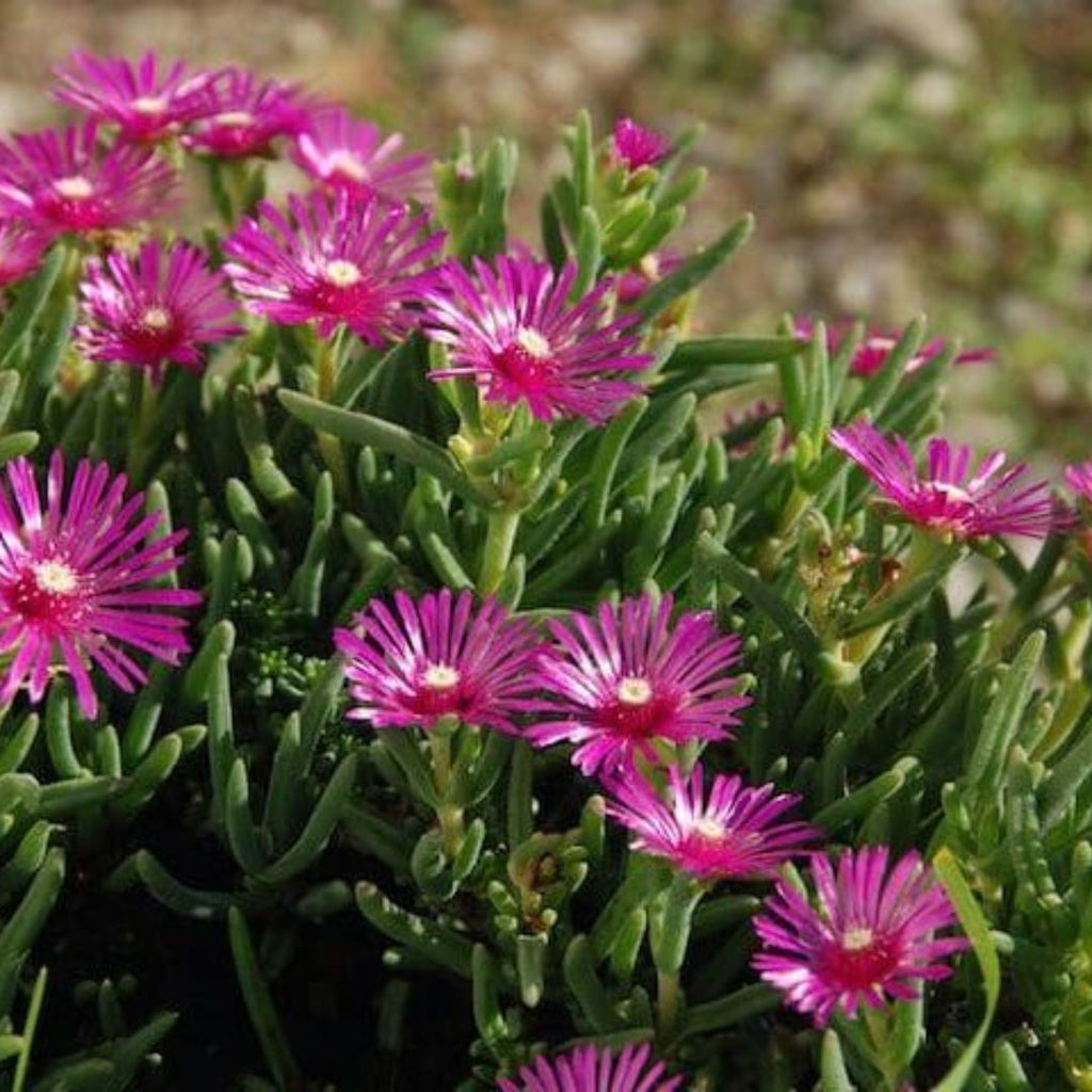 Mesembryanthemum Rainbow 85mm