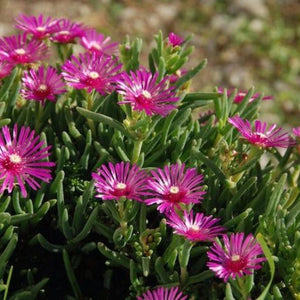 Mesembryanthemum Rainbow 85mm
