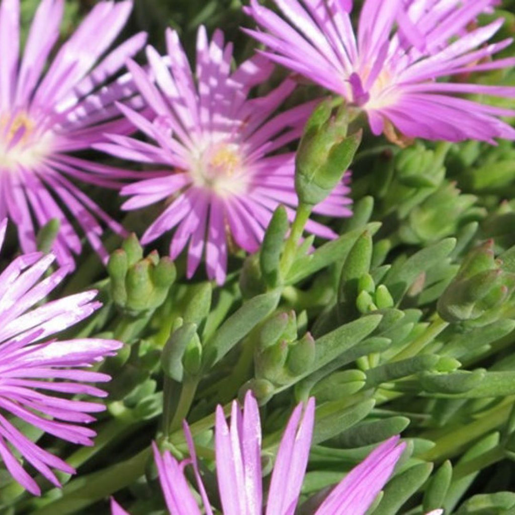 Mesembryanthemum Violet 85mm 