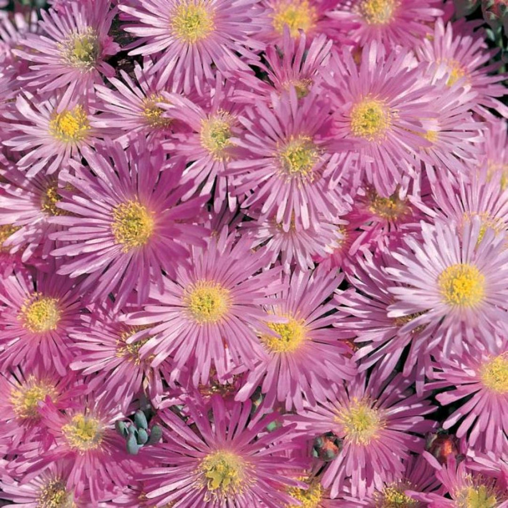Mesembryanthemum Pink 85mm 